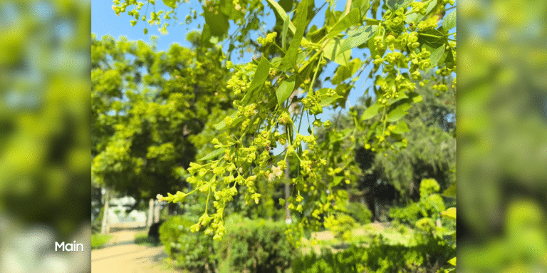 LAVA Agni 4 camera samples show impressive results