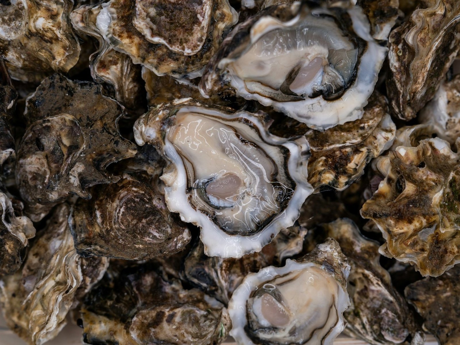 Oyster farming boosted by NASA satellite data